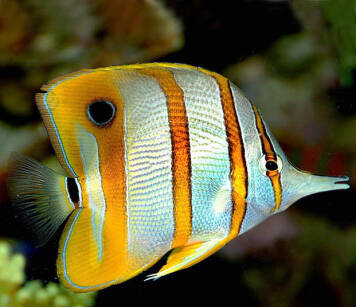 Chelmon rostratus (Copperband Butterflyfish) Para