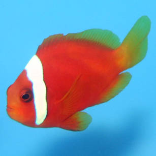 Amphiprion frenatus (Tomato Clownfish)