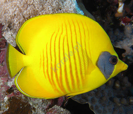 Chaetodon semilarvatus (Golden Semilarvatus Butterflyfish)
