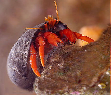 Paguristes cadenati (Scarlet Reef Hermit Crab)