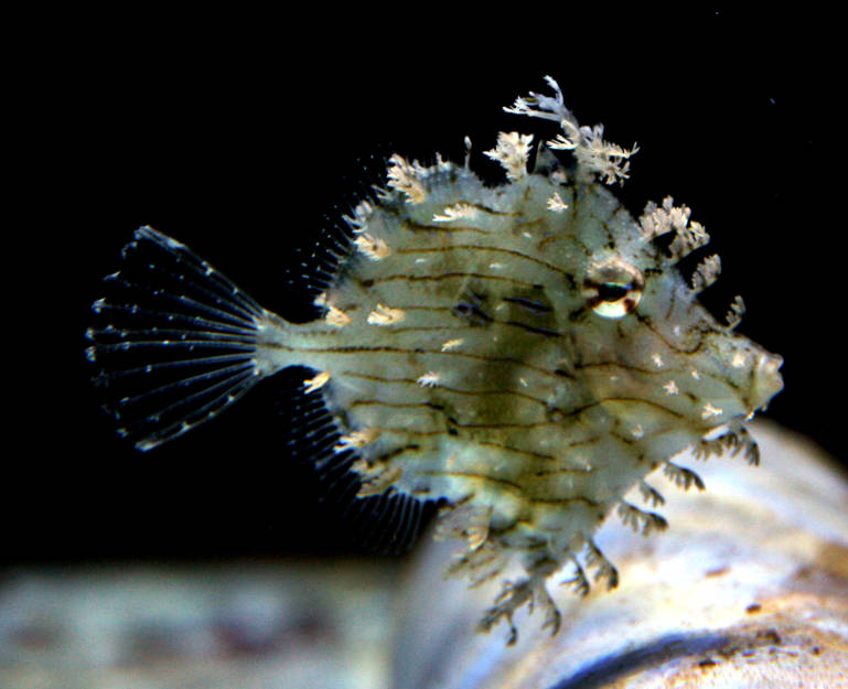 Chaetoderma pencilligera (Tassle Filefish)