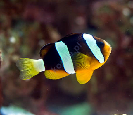 Amphiprion Clarkii (Clarkii Clownfish)