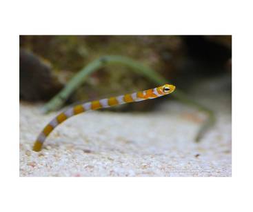 Ryba Gorgasia preclara garden eel