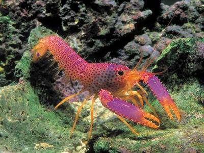 Enoplometopus Debelius (Debelius Reef Lobster)