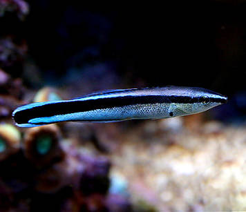 Labroides dimidiatus (Cleaner Common Wrasse)