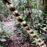 Tropical Forest  Vine's Monkey Ladder  liana naturalna 25cm