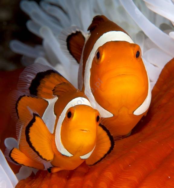 Amphiprion ocellaris (Ocellaris Clownfish)