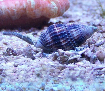 Nassarius sp (Nassarius Snail) 