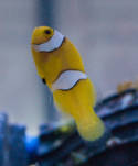 Amphiprion percula (Misbarred Percula Clownfish)