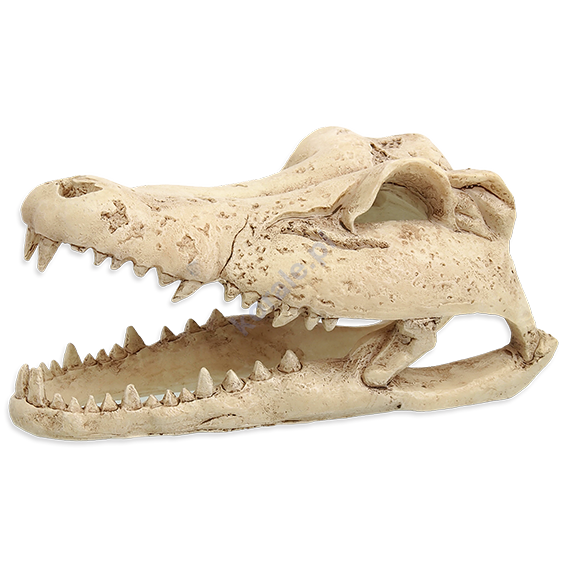 REPTI PLANET Dekoracja czaszka Krokodyla 13,8x6,8x6,5cm