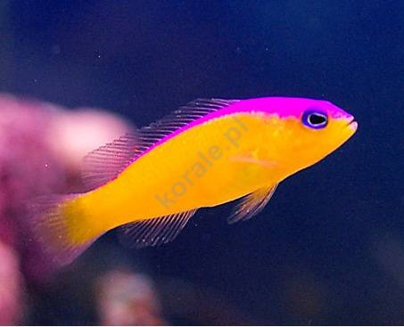 Pseudochromis Diadema (Purple Stripe Pseudochromis)