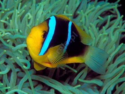 Amphiprion chrysopterus (Blue Stripe Anemonefish)