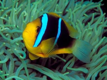 Amphiprion Chrysopterus