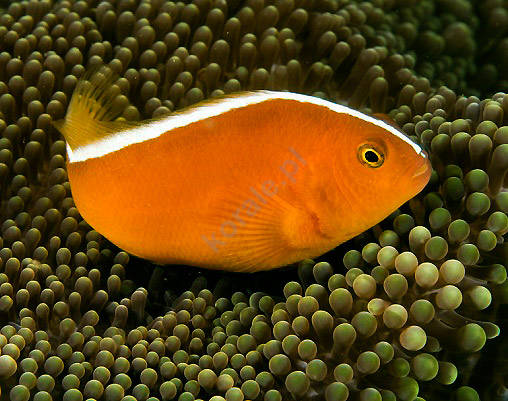 Amphiprion akallopisos (Skunk Clownfish)
