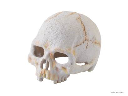 EXO TERRA  czaszka ludzka S 